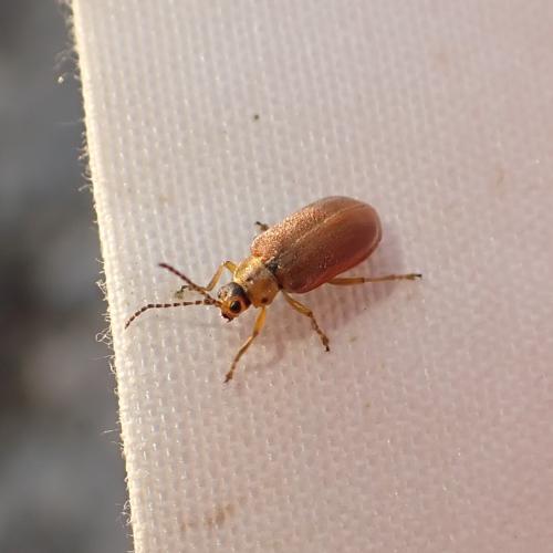 Réf. 301 272 : Galerucella sp.